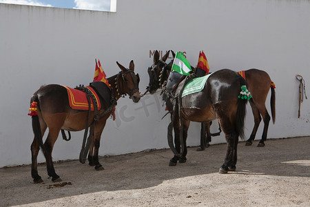 宇智波佐助摄影照片_在西班牙科尔多瓦省波佐布兰科斗牛场的马院里拖着骡子