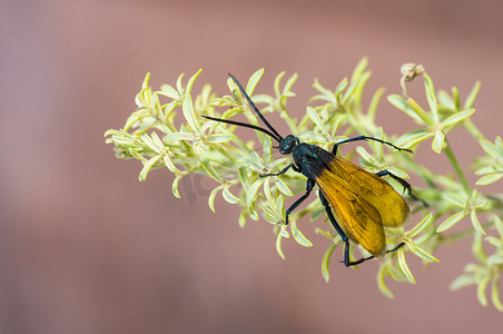 亚利桑那州大峡谷国家公园南凯博步道上的昆虫