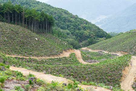 森林和草地