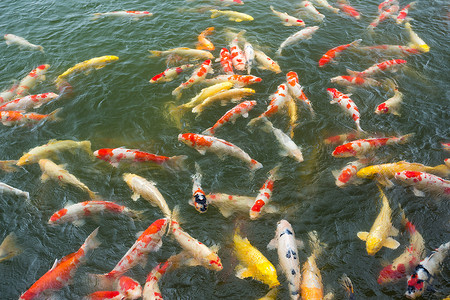 烫金色锦鲤摄影照片_池塘里的日本锦鲤