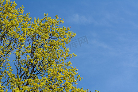 一棵树的绿叶与清澈的蓝天