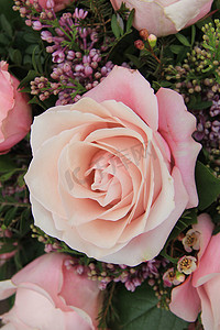 大淡粉色玫瑰