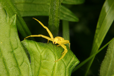 一枝黄花蟹蛛 (Misumena vatia)