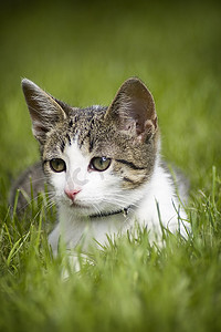 草丛中的可爱猫咪
