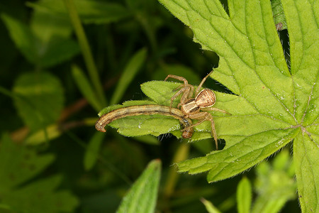 蟹蛛 (Xysticus cristatus)
