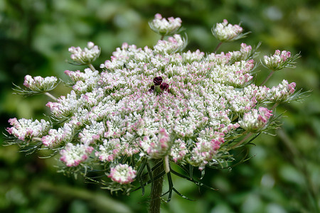 胡萝卜丁摄影照片_撒丁岛的野胡萝卜 (Daucus carota)