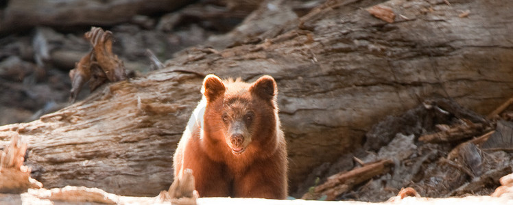 北美棕熊摄影照片_森林中的棕熊 (Ursus arctos)