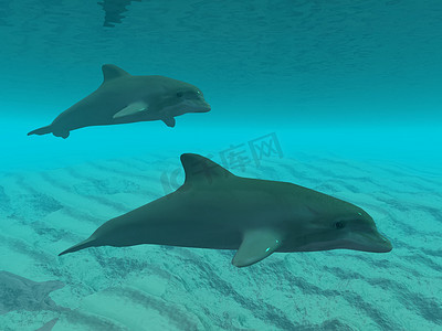 水鱼矢量摄影照片_水下的海豚