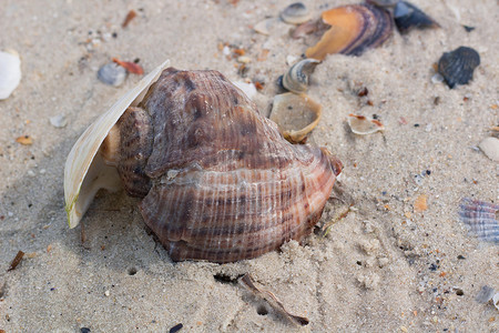 大贝壳摄影照片_大贝壳和蛤蜊在沿海海滩海景