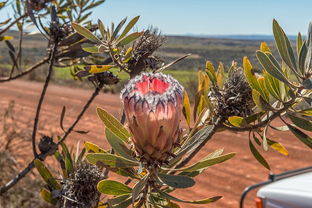 灰叶甘蔗，Protea laurifolia，在 Rooibos Heritage