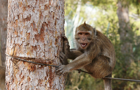 咧嘴笑摄影照片_小咧嘴笑的猴子坐绳子
