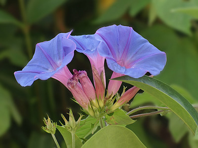 牵牛花