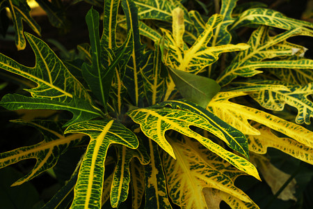 Codiaeum variegatum Croton Shrub 是一种单叶交替排列的植物。