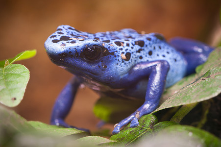 蓝青蛙摄影照片_中美洲雨林蓝毒蛙