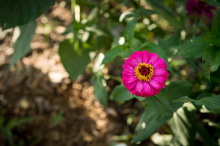 百日菊花特写在花园里