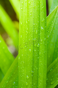 淡绿色卷轴摄影照片_香兰叶上淡水滴的特写