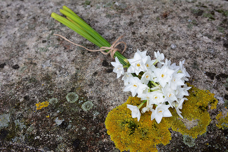 石凳摄影照片_Narcissi 用麻绳绑着，躺在石凳上