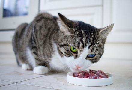 多色眼睛的宠物猫从喂食碗里吃饭