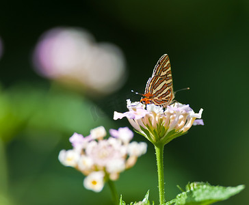 “蝴蝶，普通银线，Spindasis vulcanus，吮吸蜂蜜”