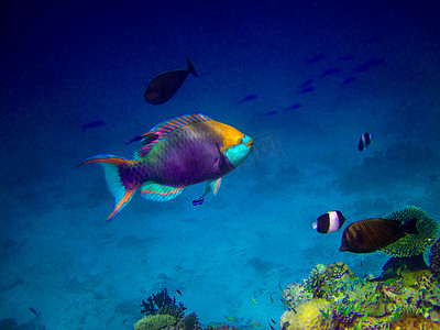 海底鱼背景摄影照片_马尔代夫海底世界