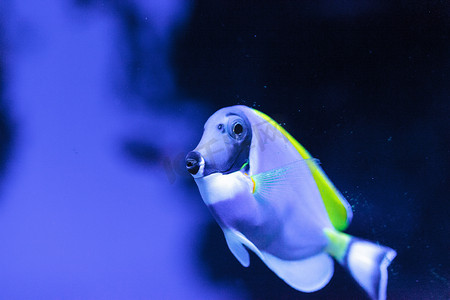 粉蓝塘鱼 Acanthurus leucosternon