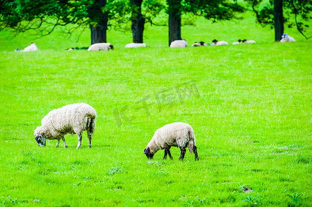 英国夏天，绵羊和小羊在有树的田野里