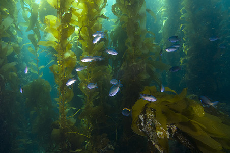 加利福尼亚摄影照片_加利福尼亚州卡塔利娜岛附近的海藻礁中的鱼
