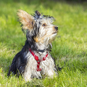 约克夏犬