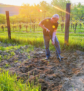 桃花园摄影照片_中年男子用花园叉子挖土。