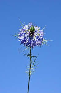 迷雾中的爱情 (Nigella damascena)