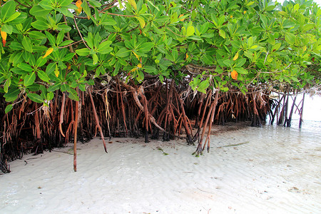 加勒比海岸气生根的美洲红树植物