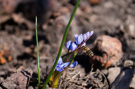 蓝紫色花摄影照片_一只蜜蜂在春天花园里的蓝铃花上关闭。