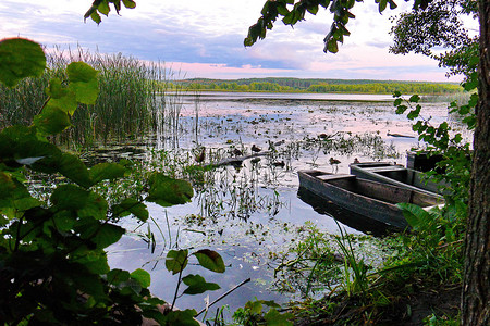 停泊在森林湖岸边的旧木船，水面上有野鸭