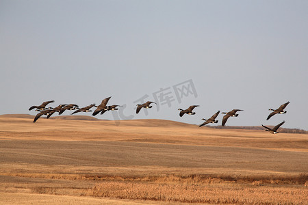 鹅展翅摄影照片_加拿大鹅飞过收获的田野