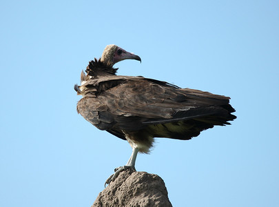 格里芬摄影照片_野生格里芬秃鹰非洲大草原肯尼亚危险鸟