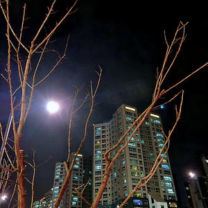 住宅楼在晚上与月亮和树