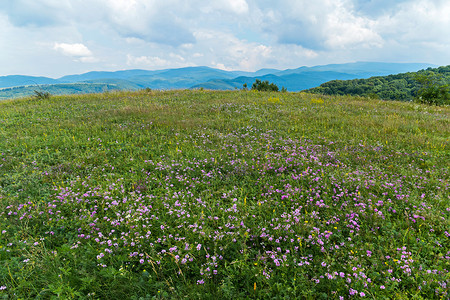 风景淡紫色摄影照片_有淡紫色花的草甸在山的背景