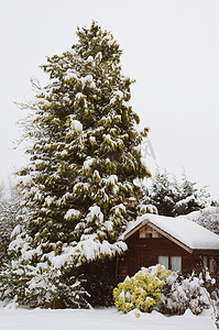 被雪覆盖的木屋的宁静雪景