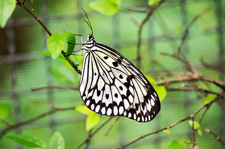 蝴蝶在叶中休息