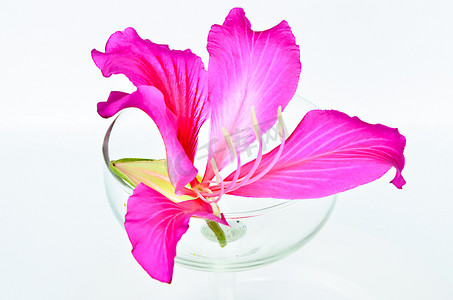 宫粉紫荆花摄影照片_玻璃右紫紫荆花。