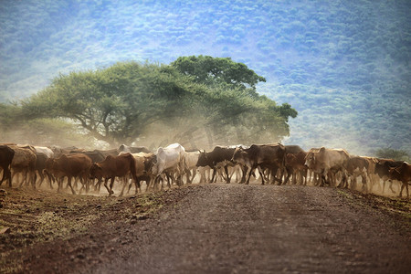 一大群奶牛在肯尼亚