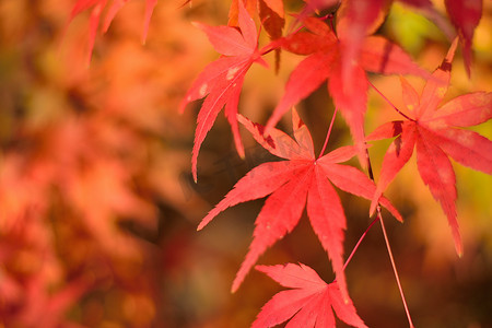 充满活力的日本秋枫叶景观模糊背景