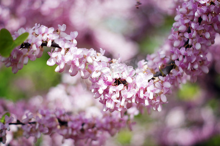 考卡紫色开花的紫荆花植物的特写