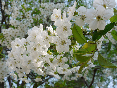 花开朵朵摄影照片_一棵梨树上开着许多朵朵白花