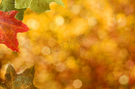 秋天梧桐树摄影照片_秋天的树叶边框