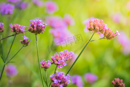 五颜六色的花朵的背景图片