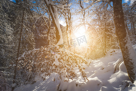 大自然中阳光明媚的冬季景观：雪树，荒野