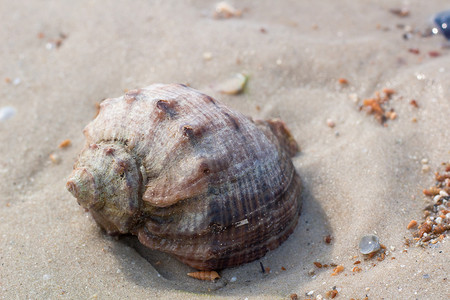 在沿海沙滩海景的大贝壳
