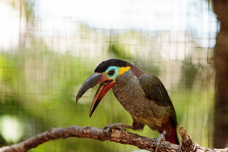圭亚那摄影照片_圭亚那巨嘴鸟 Selenidera piperivora