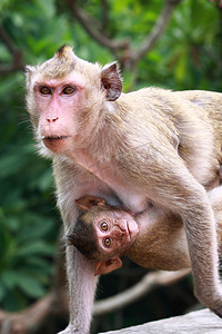 猴子和宝宝